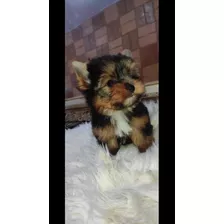 Yorkshire Terrier Hembra Mini 