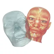 Face Para Treino De Harmonização Facial