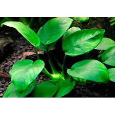 Anubias Barteri Var.barteri, Plantas Acuaticas