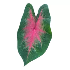 Muda (bulbo) De Caladium Ou Tinhorão/ Coração 