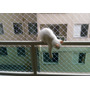 Segunda imagen para búsqueda de malla para balcon gatos
