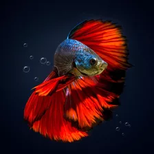 Pez Betta Macho Aquavida Diferentes Colores Splender