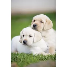 Labrador Blanquitos Copitos De Nieve Pequeños Ladriditoss 