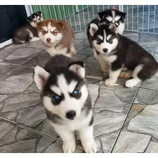  Cachorros Husky Siberiano 100% Puros 