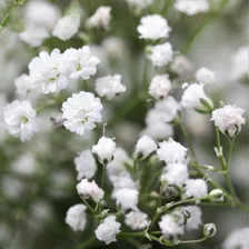 Semillas De Ilusion Doble Paniculata Perenne