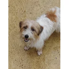 Jack Russell Terrier Cachorros Criadero De La Pisada 17 Años