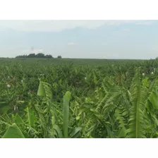 Se Vende Hermosa Parcela De Platano, Yuca.