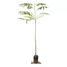 Planta Palo Blanco Arbol