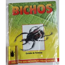 Bichos Cetonia De Formosa + Fasciculo - Rba