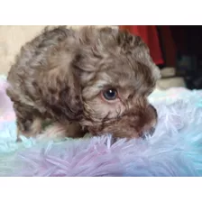 French Poodle A La Venta 