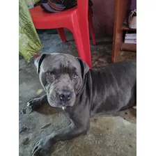 American Bully