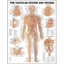 Sistema Vascular Y Gráfico Vísceras Anatómica.
