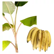 1 Muda Banana Da Terra