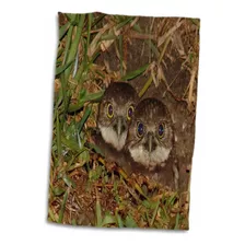 3d Rose Print Of Twin Burrowing Owls En Cape Coral Flor...