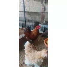 Gallina Brahma 