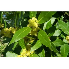 Hojas De Laurel Frescas Recién Cortadas 250 Gramos