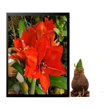 02 Bulbos De Flores Originais | Amarílis Amaryllis Celica 