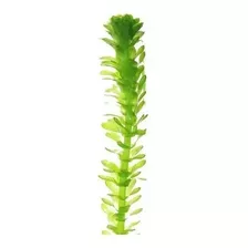 Planta Acuática Elodea Densa Natural Acuario Pack X 2