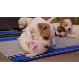 Hermosos Cachorros Jack Russell Calidad A-1, Padres Importad