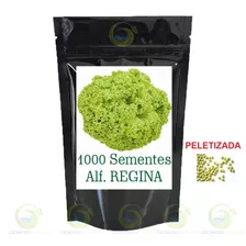 1000 Sementes De Alface Regina Crespa Hidroponia Ou Terra Gn