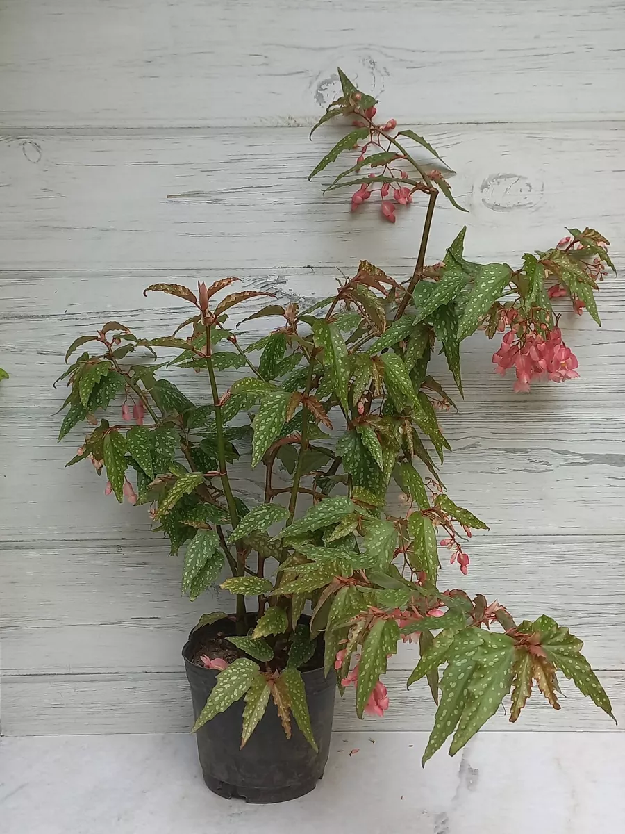 Begonia - Jardin y Aire Libre | Mebuscar Argentina