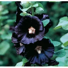 20 Semillas De Flor Malva Real Negro 