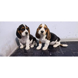 Cachorro Beagle 2 Meses De Nacido