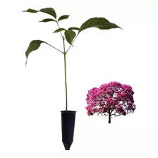 Kit 5 Mudas De Ipê Rosa - Handroanthus Heptaphyllus