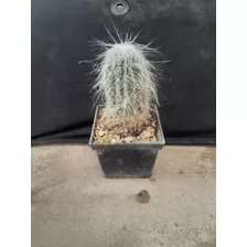 Sepalosereus Cenilis O Cactus Viejito 