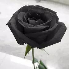 10 Sementes De Rosa Preta Negra Black / Exótica Rara!!!