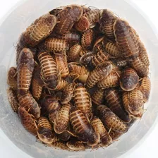 Cucaracha Dubia Viva 100 Piezas, Alimento Vivo Para Reptiles