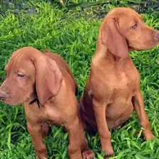 Cachorros Braco Húngaro (vizslas) Hermosos! Criadero Fiormay