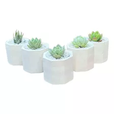 50 Mini Macetas Para Suculentas Y Cactus 