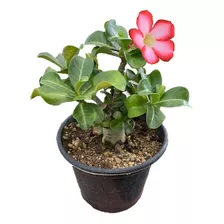 Rosa Do Deserto Mini Verdadeira Adeniun Obesum - Anã Pequena