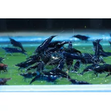 Neocaridina Blue Diamond Camarones Azules Acuario Plantado.