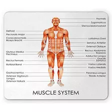 Alfombrilla De Ratón Human Anatomy, Diagrama Del Sistema Mus