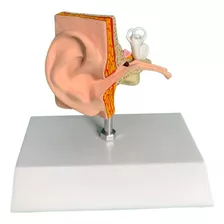 Ouvido Humano Modelo Anatômico