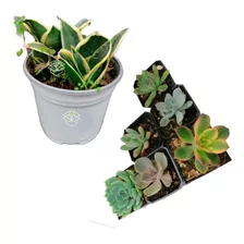 6 Suculentas Exóticas + Lengua De Suegra Mini Sansevieria