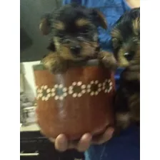 Yorkshire Terrier Mini Cachorro Legitimo Macho