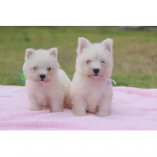 West Highland White Terrier Westy