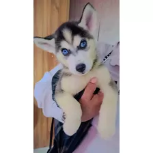 Vendo Cachorros Husky Siberiano En Manizales Y Pereira 