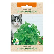 1000 Catnip Sementes De Erva Do Gato Frete Gratis Brasil Top