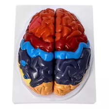 Qwork Modelo Anatómico De Cerebro Humano De Tamaño Real