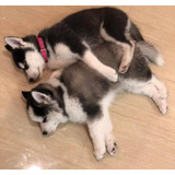Cachorros Husky Siberiano Puros Vacunados Y Desparasitados