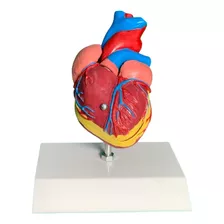 Coração Humano 2 Partes