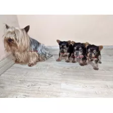 Perrito Yorky Bello Y Enanito Yorkshire Terrier 550 Minitoy