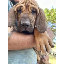 Cachorros Fila Brasilero 