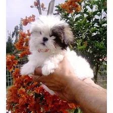 Shih Tzu Mini Belleza De Cachorros 350 Pureza Garantizada