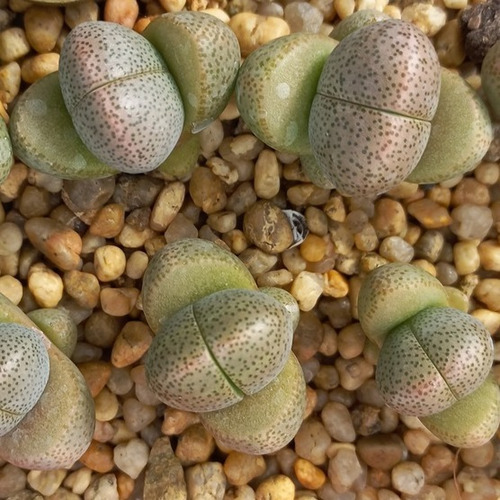1 Pleiospilos Nellii (cactus Piedra/suculentas)