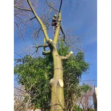 Poda De Árboles En Altura Y Talas Zona Norte Y Caba